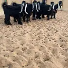 للبيع جذعات عوارض صنف الصنف