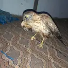 صقر هل يسوا او لا