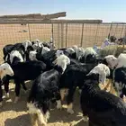 طليان نجد (( تم البيع ))