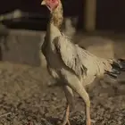 دجاجه شامو ياباني