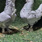 جوز تب التب