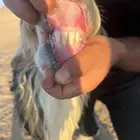 للبيع فحل نجدي