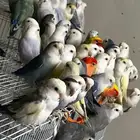 40 جوز روز منتج ( مطير )