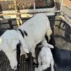 نعجه حرشا سديس تحته خروف مشروطه