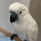بغبغاء كوكاتو امبريلا