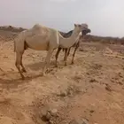 ناقه خلفه هاديه وطيبة بالحيل