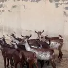 جفار وشح دهم 10 مع الفحل