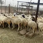 رخال رفيدي بلدي