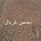 رمل احمر الفريش