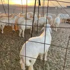 ذبايح حري زواج ذبائح مناسبات يوجد حجز وتوصيل اقل الاسعار