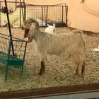 عنز للبيع