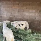 خرفان
