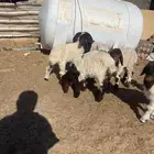 دواغير نعيم للبيع جادلاات