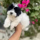 جراوي دلع