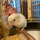 طيور ببغاء الروز