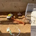 دجاج بلدي مع فيومي