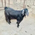 محافظة اضم - مركز حقال