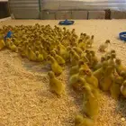 صوص بط بكيني
