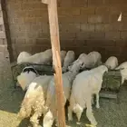 خرفان كفو ومشروطه