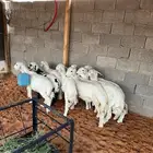 للبيع طليان حري العدد 9العمر من 3شهور الي 4شهور الموقع الخر