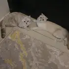 قط ذكر