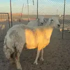 للبيع نعجه رباعيه ورخل جذعه ( تم البيع)