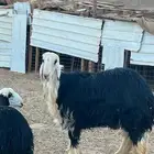 فحل للبيع