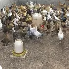 صوص دجاج بلدي
