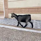ماعز قزم تشيكي