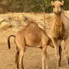 حاشي