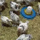 صيصان براهما شهرين وعمر شهر