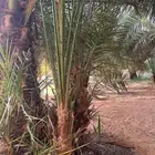 فسائل روثانه وبرني العيص