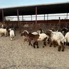 جدعات أنعيم طيبه اللبييع