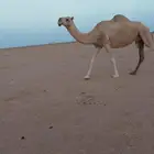 ناقه ضريبه