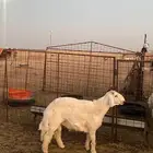 البيع خروف صنف
