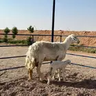 للبيع حريه والد صنف((تم البيع تم البيع ))