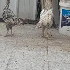 للبيع دجاج كوشامو