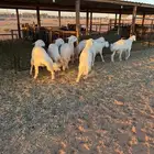 خرفان حريه جبره