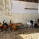 دجاج بلدي
