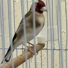 السلام عليكم للبيع حسون ترابي صحه ونظافة تغريد وكبيس