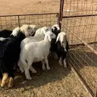 بهم نجد وحري