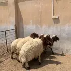 ذبايح
