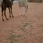 للبيع قعود وبكرة