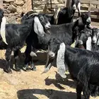 معزاء عوارض للبيع