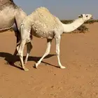 قعود عمره 8 شهور تحت امه حليب