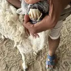 حرية