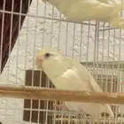 جوز روز البينو حجم