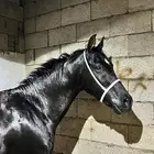 للبيع حصان ادهم اقرح