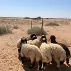 بهم نعيم