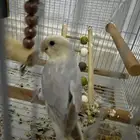 روز اليف